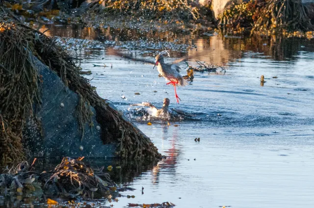 Redshank in "Action"