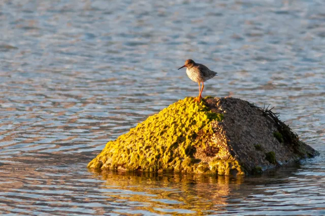 Redshank in Lofoten