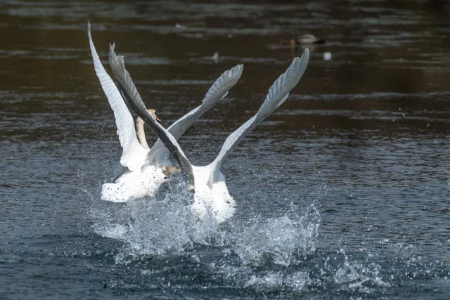 Pair of swans