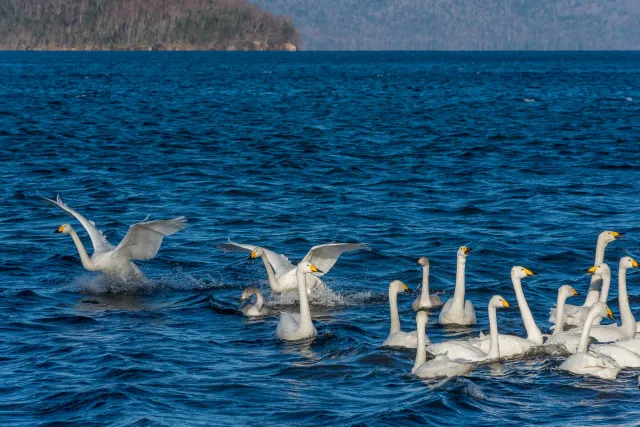 Whooper swans on Lake Kussharo in Hokkaido