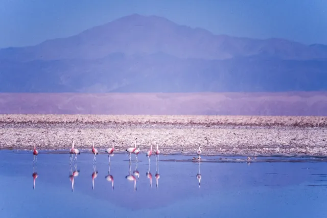 Andean flamingos in the Salar de Atacama