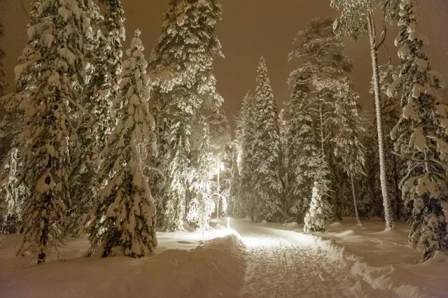 Schnee in den Wäldern