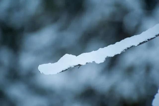 Schnee in den Wäldern