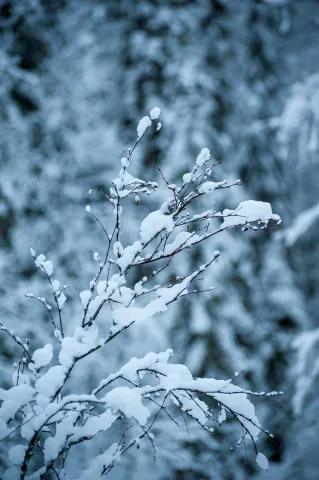 Schnee in den Wäldern