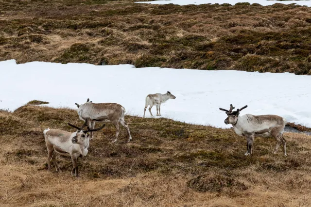 Ankunft am Basecamp auf dem Nordkap