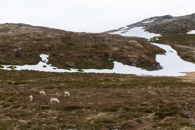 Ankunft am Basecamp auf dem Nordkap