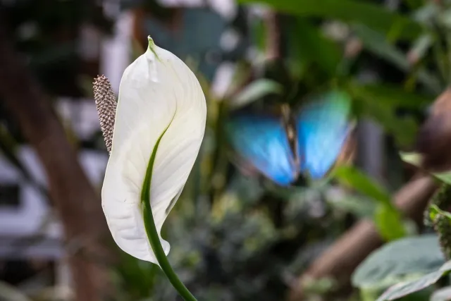 Blue Morpho (Morpho peleides)