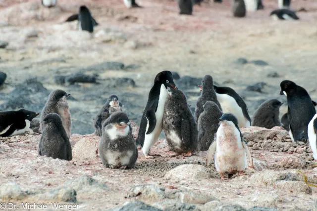 Adelie penguins in Antarctica