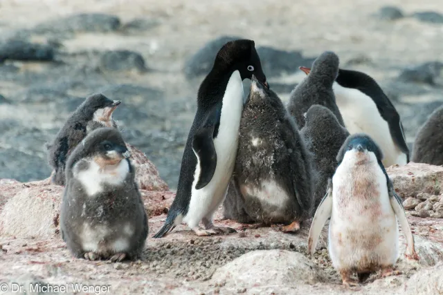 Adelie penguins in Antarctica