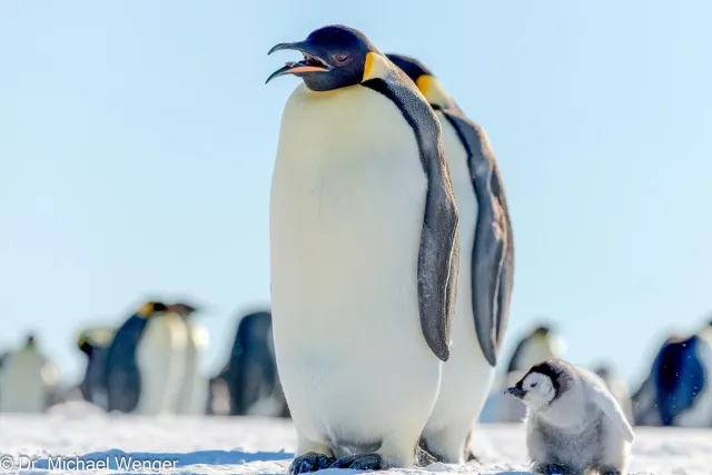 Kaiserpinguine in der Antarktis