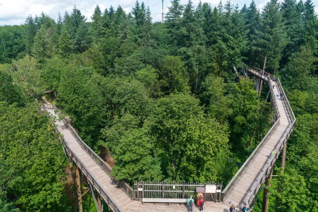 A section of the treetop path