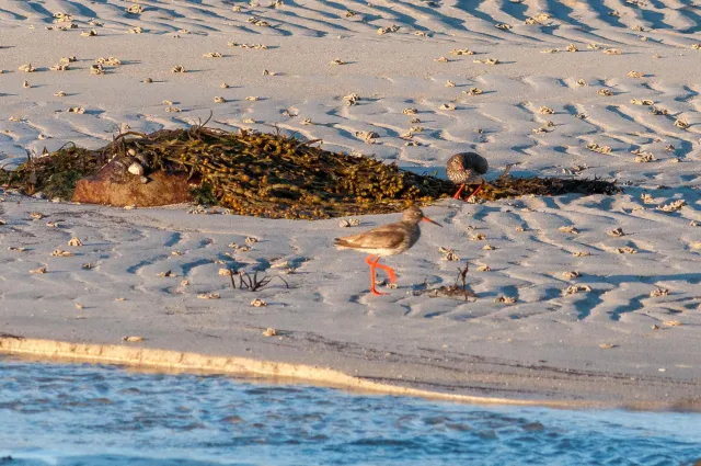 The Dance of the Redshanks