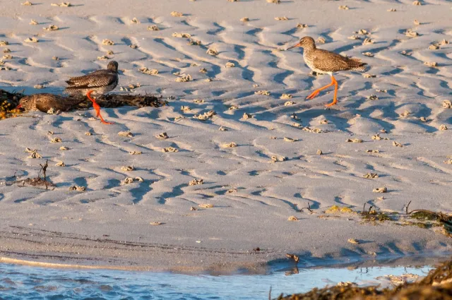 The Dance of the Redshanks