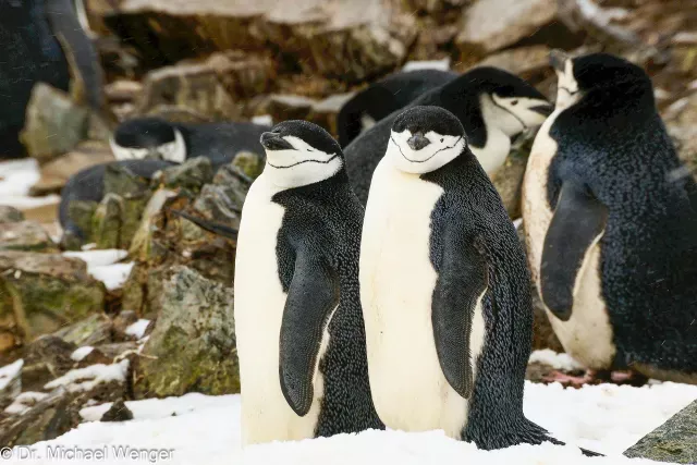 Chinstrap penguins in Antarctica