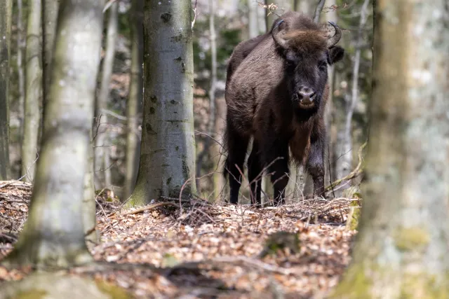 European bison on Bornholm