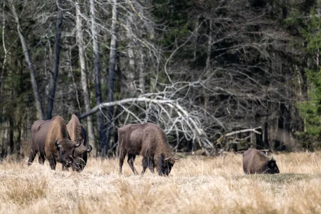 European bison on Bornholm