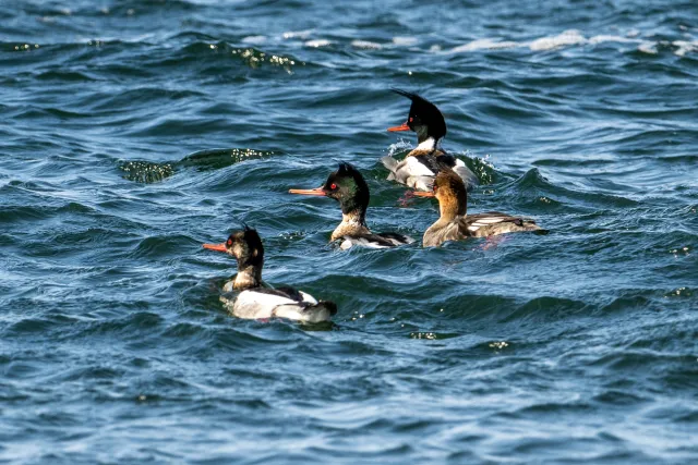 Mittelsäger (Mergus serrator) auf Bornholm