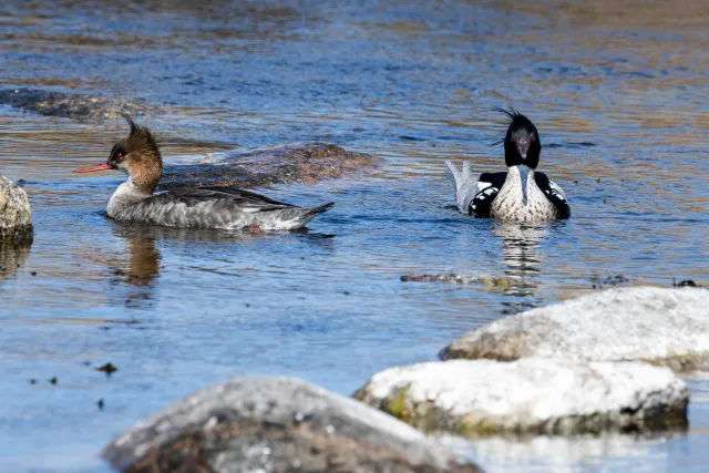 Red-breasted merganser (Mergus serrator) on Bornholm