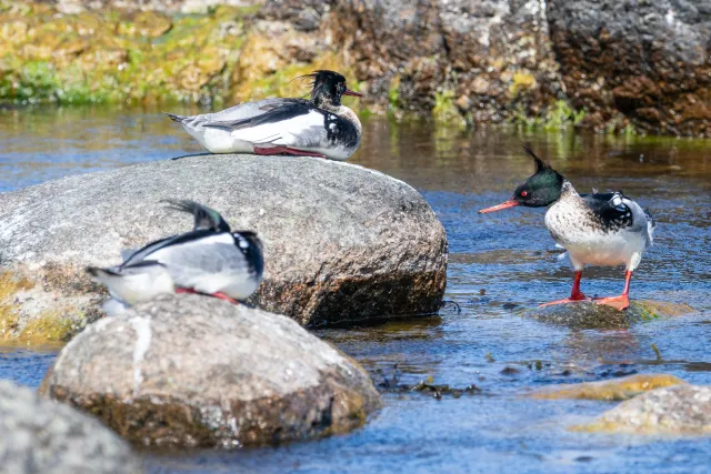 Red-breasted merganser (Mergus serrator) on Bornholm