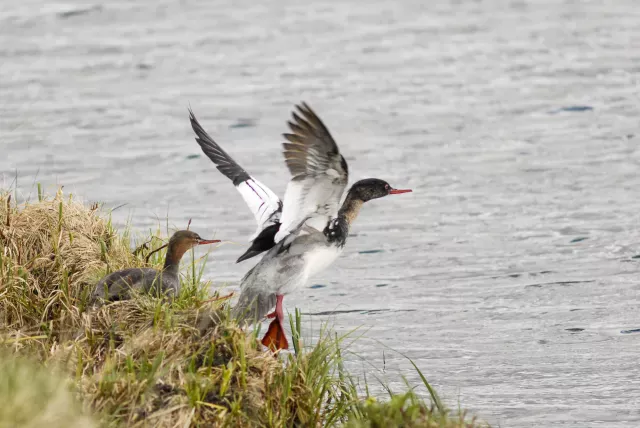 Mittelsäger (Mergus serrator) auf Island am Myvatn, dem Mückensee