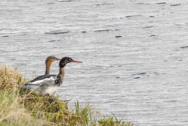 Red-breasted merganser (Mergus serrator) on Iceland at Myvatn, the mosquito lake