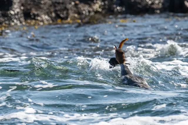 Gänsesäger (Mergus merganser) an der Ostseeküste von Bornholm