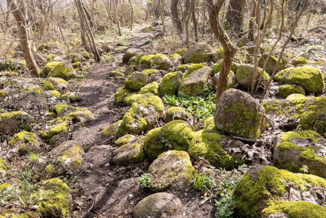 Trail zwischen Svaneke und Snogebæk