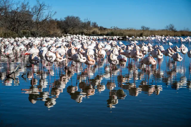 Eye to eye with the flamingos