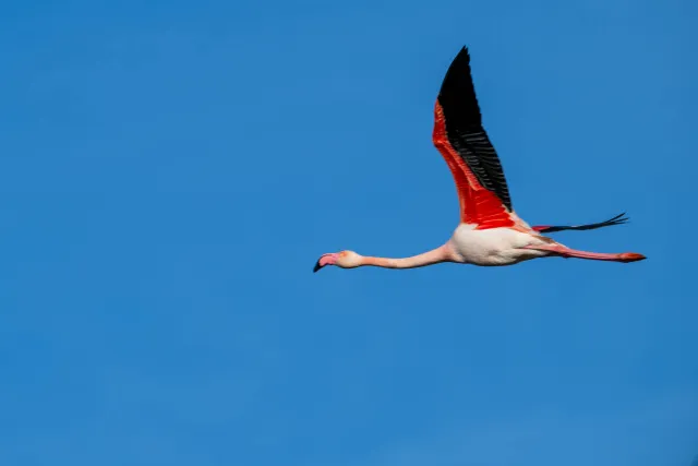 Flying greater flamingos