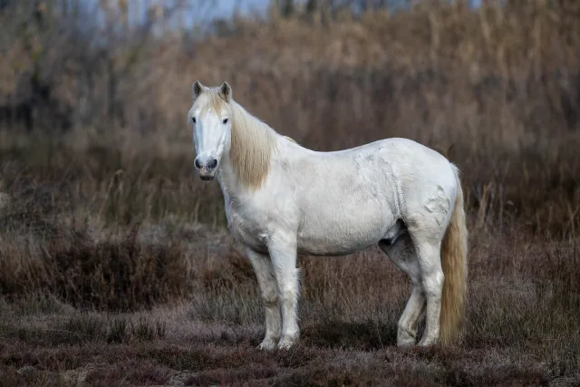 Wildpferd in der Camargue