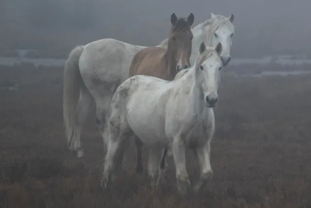 Wildpferde in der Camargue