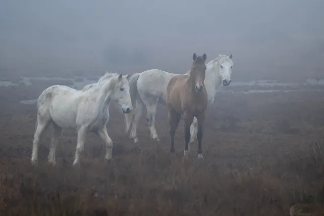 Wildpferde in der Camargue