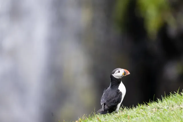 Puffins at Mulafossur waterfall on Vágar