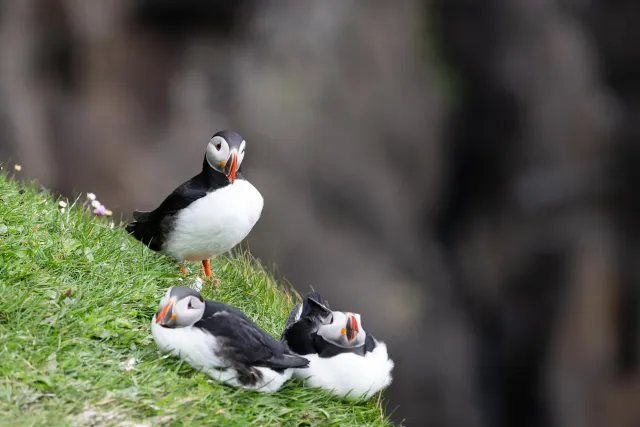 Puffins at Mulafossur waterfall on Vágar